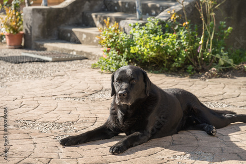 Pedigree Black Labrador Retriever