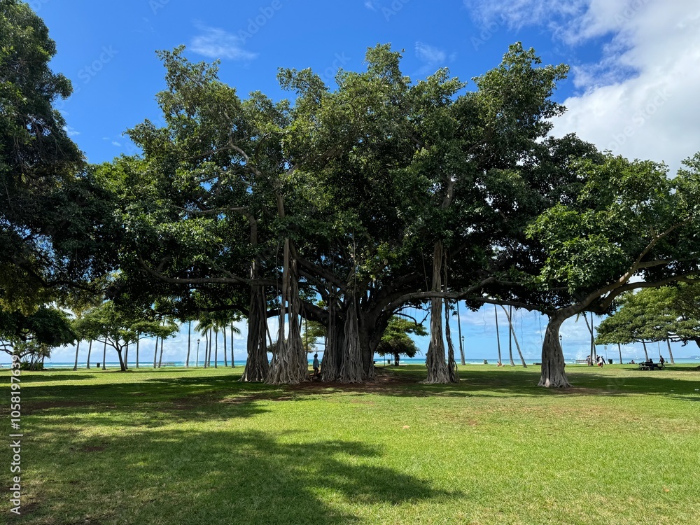 Banyan tree in the park Banyan tree in the park