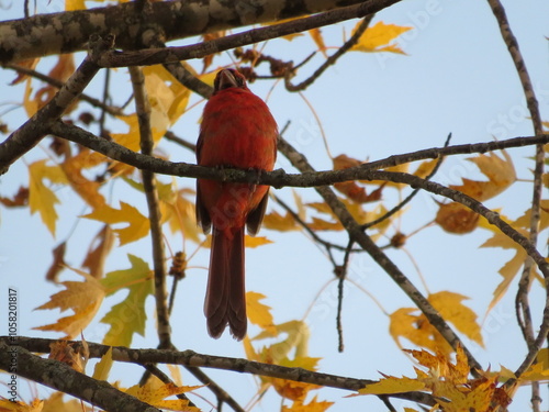 Chesty Cardinal