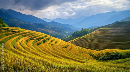 Terraced rice field in harvest season in Mu Cang Chai, Vietnam. Mam Xoi popular travel destination.  photo