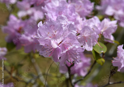 ゲンカイツツジ photo