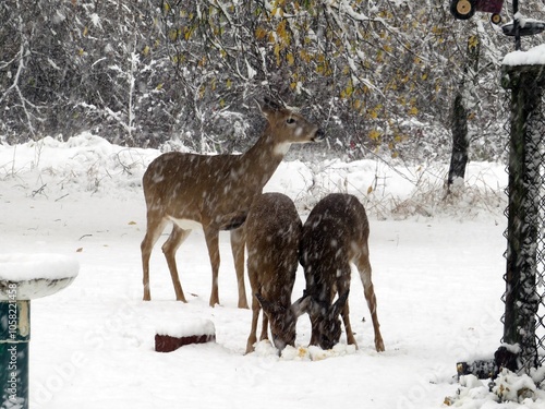 Doe and Young Pair