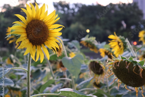 sunflowers in the field Beautiful yellow sunflowers blooming in Chatuchak Park, Bangkok, Thailand. photo