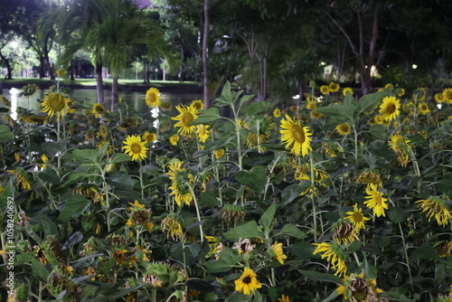 Beautiful yellow sunflowers blooming in Chatuchak Park, Bangkok, Thailand. photo