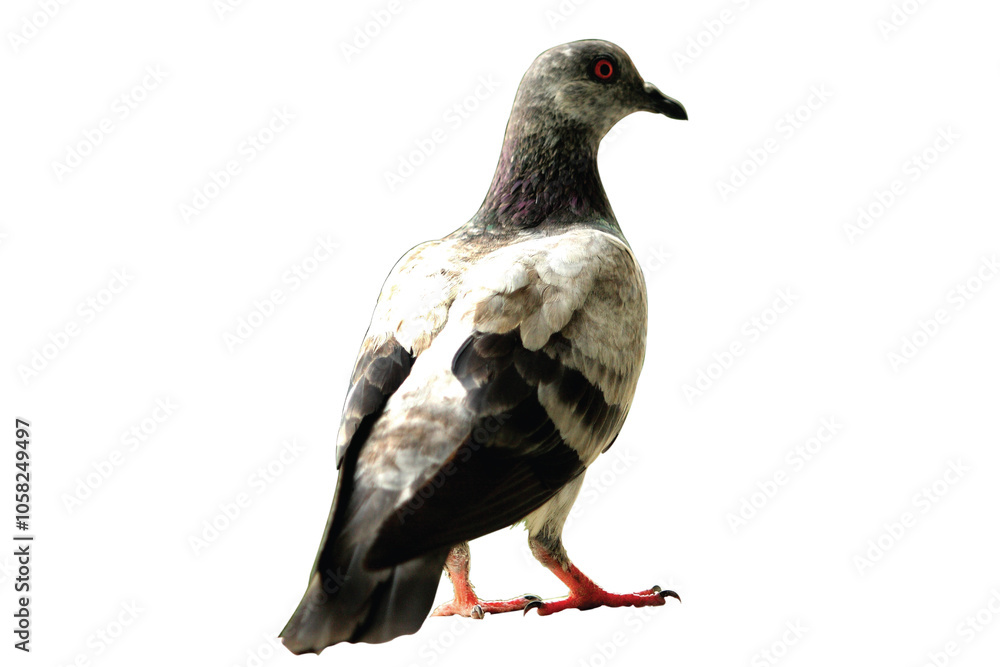 Naklejka premium pigeon isolated on white