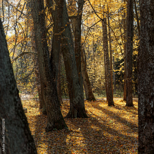 Tree trunks in an autumn park cast sharp shadows on the ground, which is covered with fallen leaves, creating a beautiful scene.