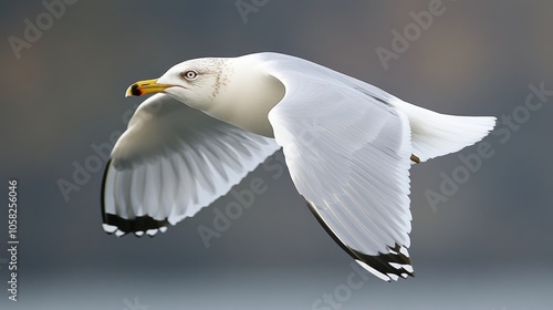 A seagull in flight, showcasing its wings and distinctive yellow beak against a blurred background. photo