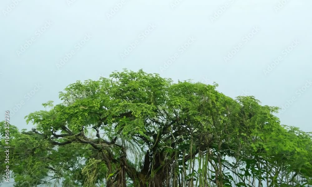 A Single Sapling Emerges From Water