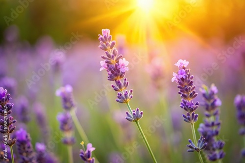 A delicate wild lavender bloom in a lush meadow with soft focus and warm sunlight filtering through the petals, spring, sunny day, meadow, landscape