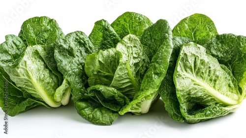 An elegant display of romaine lettuce against a minimalistic backdrop.