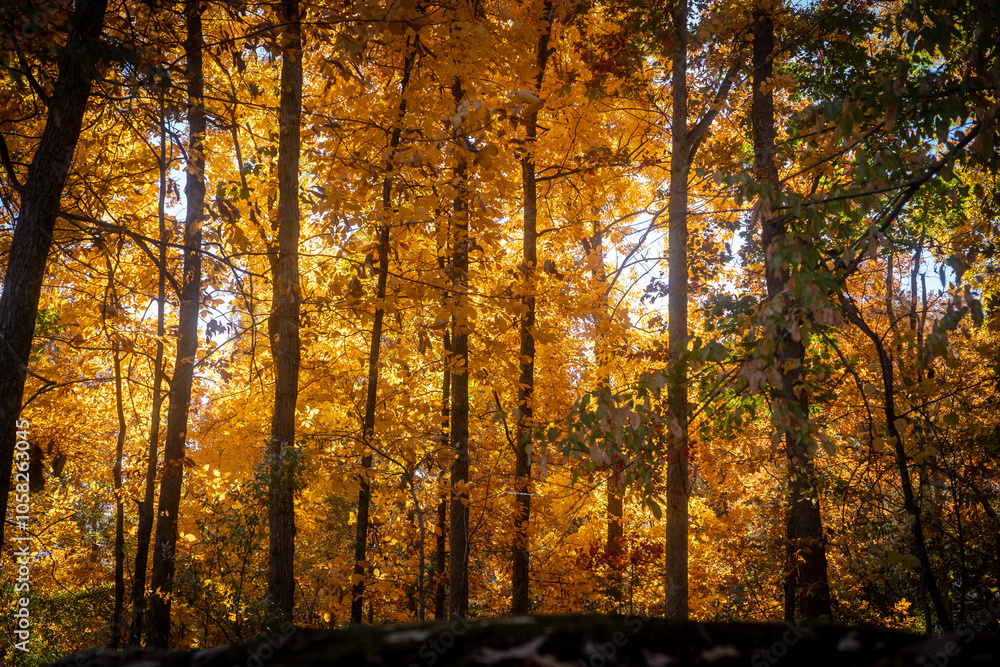 Fototapeta premium autumn trees in the park