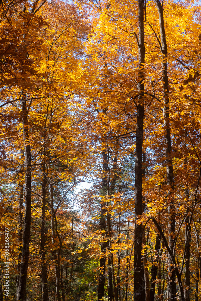 Fototapeta premium autumn trees in the park