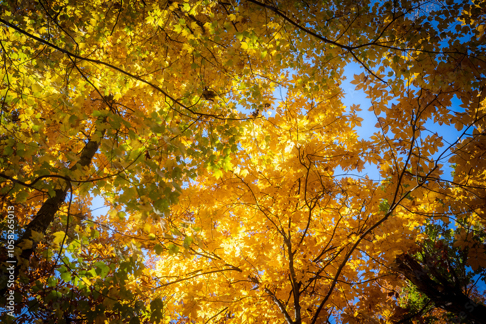 autumn trees in the park autumn trees in the park