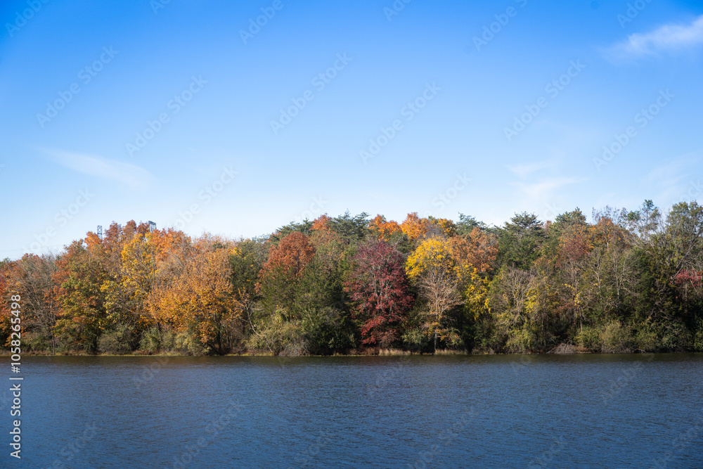 autumn trees in the park