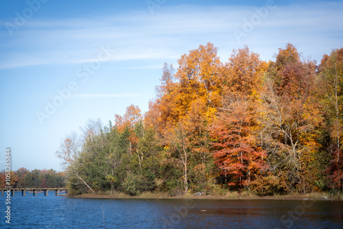 autumn trees in the park