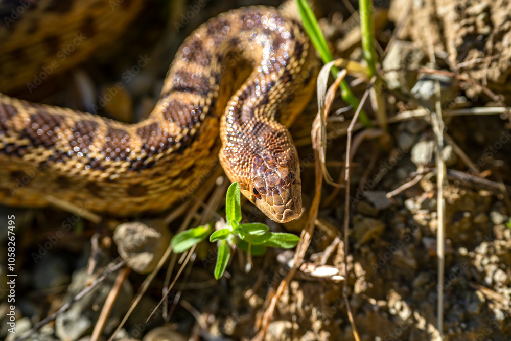 Fototapeta premium Close-up of Pacific gopher snake (Pituophis catenifer catenifer) in the forest. 