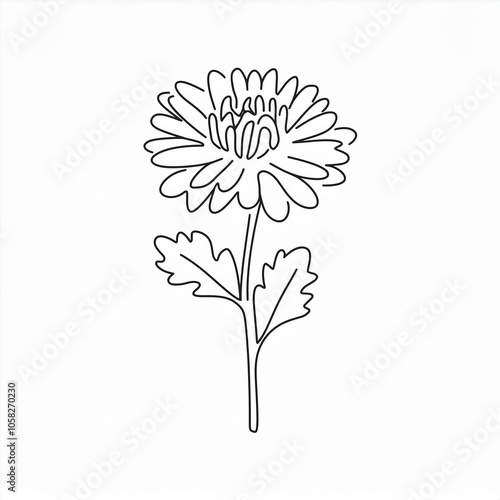 chrysanthemum hand drawn outline illustration isolated on white