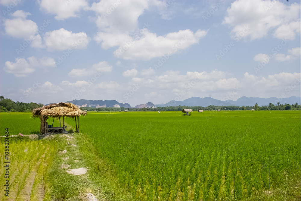 Fototapeta premium viwe planting rice farm