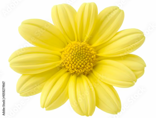 A vibrant yellow flower with petal-like structures and a central cluster of stamens.