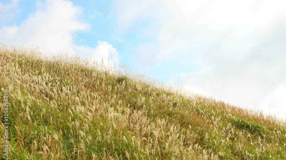 すすきが風にゆれる自然風景 秋 すすきが風にゆれる自然風景 秋