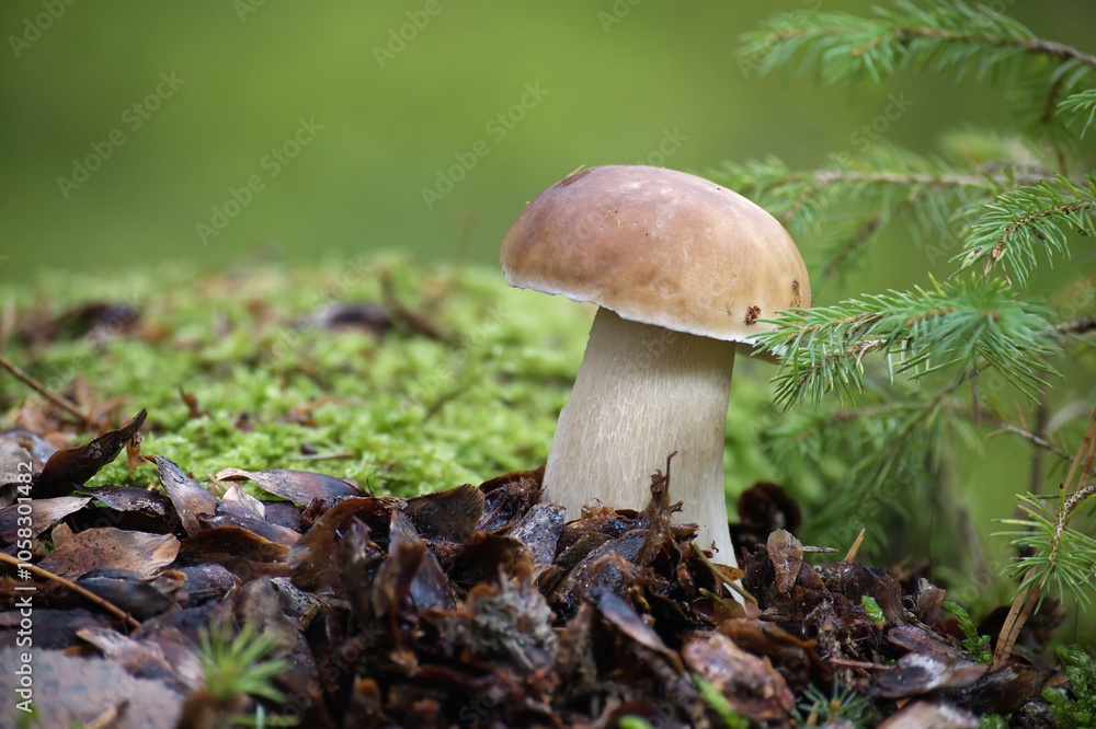 Close-Up of Wild Penny Bun Mushroom Growing on Forest Floor Close-Up of Wild Penny Bun Mushroom Growing on Forest Floor