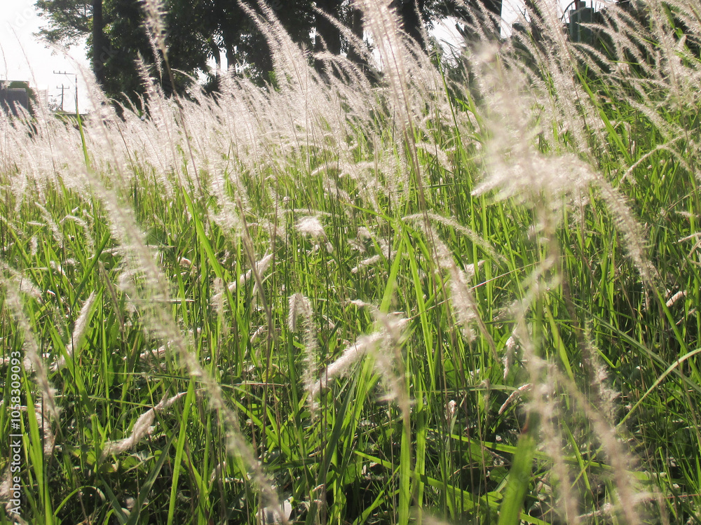 White Imperata Cylindrica (cogon grass) Flower grow in summer White Imperata Cylindrica (cogon grass) Flower grow in summer