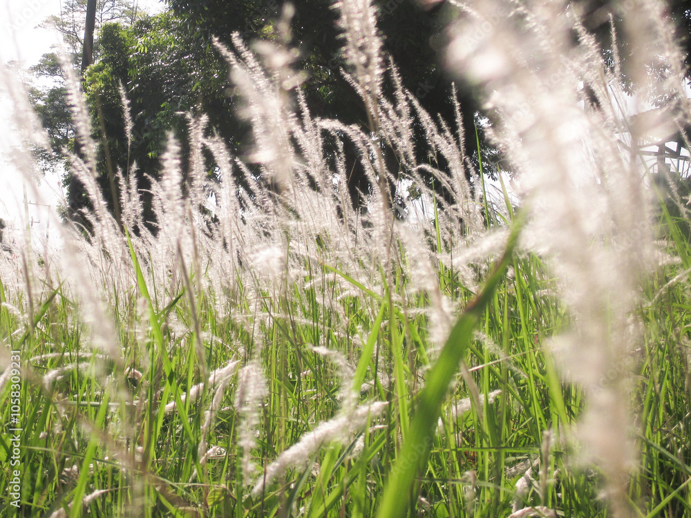 White Imperata Cylindrica (cogon grass) Flower grow in summer White Imperata Cylindrica (cogon grass) Flower grow in summer