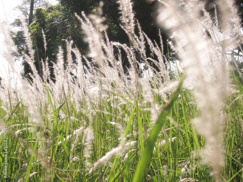 White Imperata Cylindrica (cogon grass) Flower grow in summer