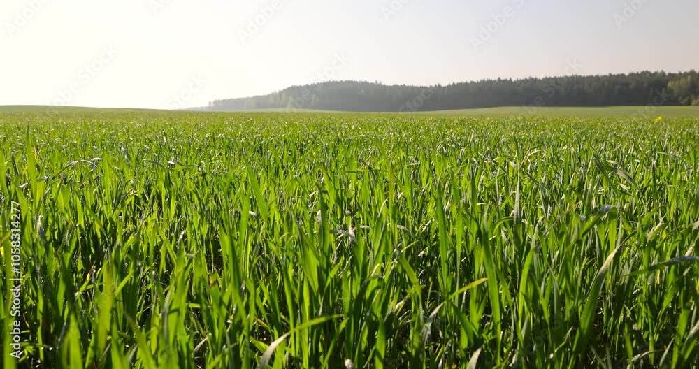 wheat in a field in sunlight, illuminated by sunlight green blades of cereal in spring