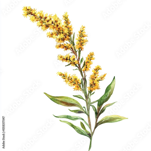 Картината върху платно goldenrod flower watercolor clipart illustration isolated