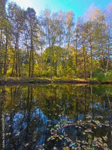 A small pond in the middle of a wooded area surrounded by trees