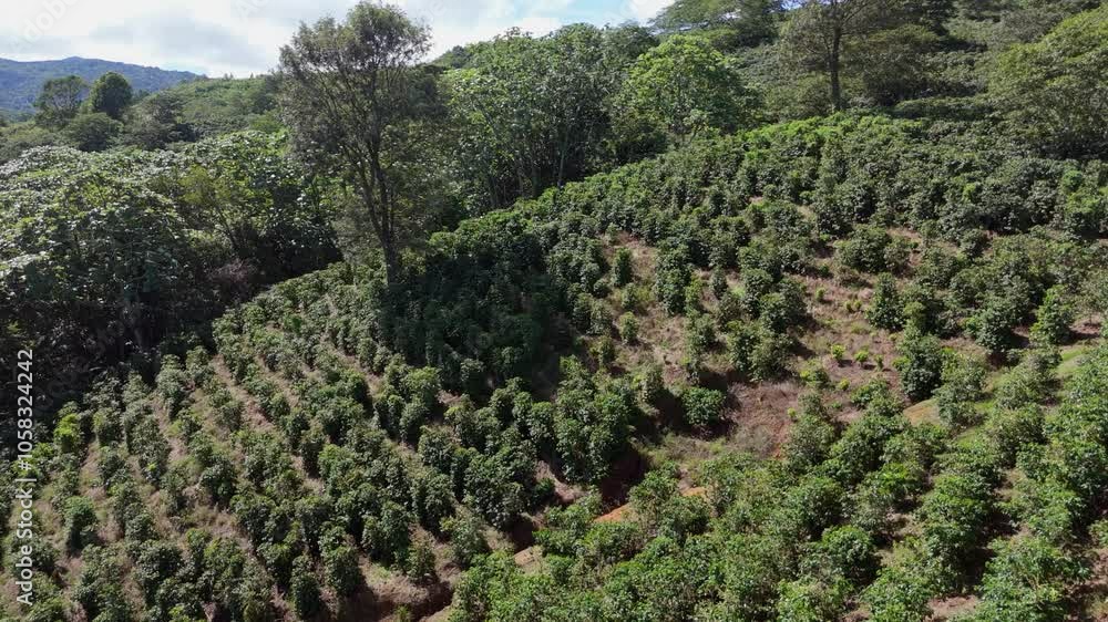 Hillside terracing of a coffee plantation at high altitude in the Dominican Republic, Rancho Arriba farmland in Ocoa. Dolly in aerial Hillside terracing of a coffee plantation at high altitude in the Dominican Republic, Rancho Arriba farmland in Ocoa. Dolly in aerial