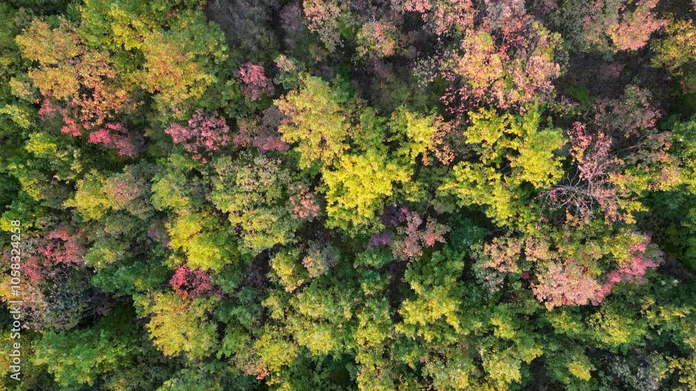 Painted Landscapes from Above: A Cinematic Journey Through Bulgaria’s Autumn Woods Painted Landscapes from Above: A Cinematic Journey Through Bulgaria’s Autumn Woods