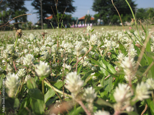 Gomphrena celosioides Mart (Gomphrena weed, Wild globe everlasting) grows on the field in summer. The flower is used to treat jaundice, helps lower high cholesterol levels. photo