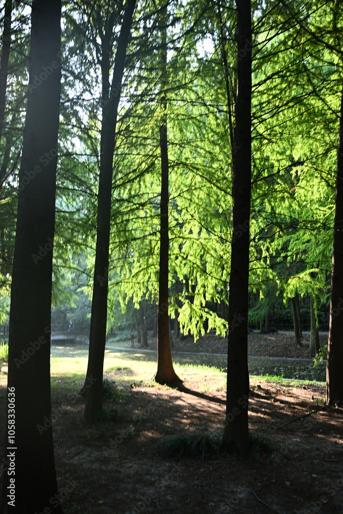 Fototapeta premium morning in the woods