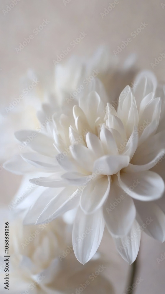 Fototapeta premium A close-up of delicate white flowers showcasing their intricate petals and soft textures.