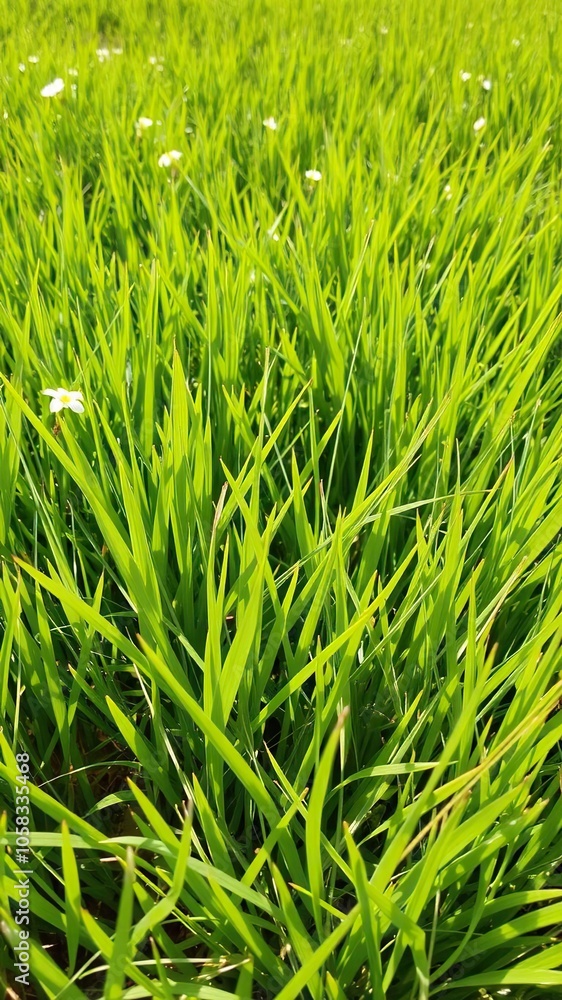 Vibrant and lush fresh spring green grass in a sunny meadow, perfect for nature backgrounds and textures, grass, green Vibrant and lush fresh spring green grass in a sunny meadow, perfect for nature backgrounds and textures, grass, green
