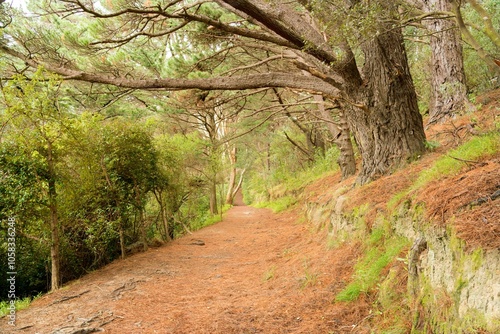 Pathway in Mount Victoria Park: Scenic Walkway with Natural Views photo