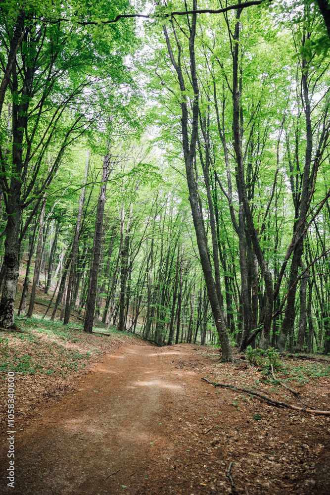 Beautiful landscape road in green deciduous forest Beautiful landscape road in green deciduous forest