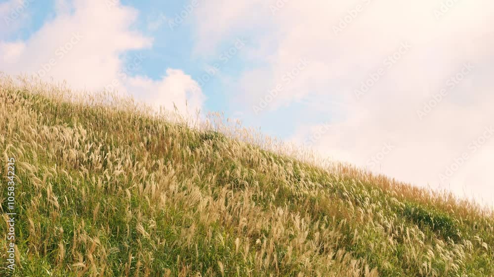 Miscanthus sinensis or pampas grass swaying in wind, Autumn or fall, Shiozuka plateau in Tokushima Prefecture in Japan, 4K slow motion Miscanthus sinensis or pampas grass swaying in wind, Autumn or fall, Shiozuka plateau in Tokushima Prefecture in Japan, 4K slow motion