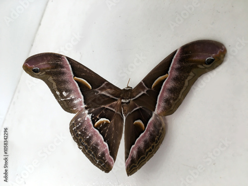 dead butterfly lies on a table, isolated against a white background.