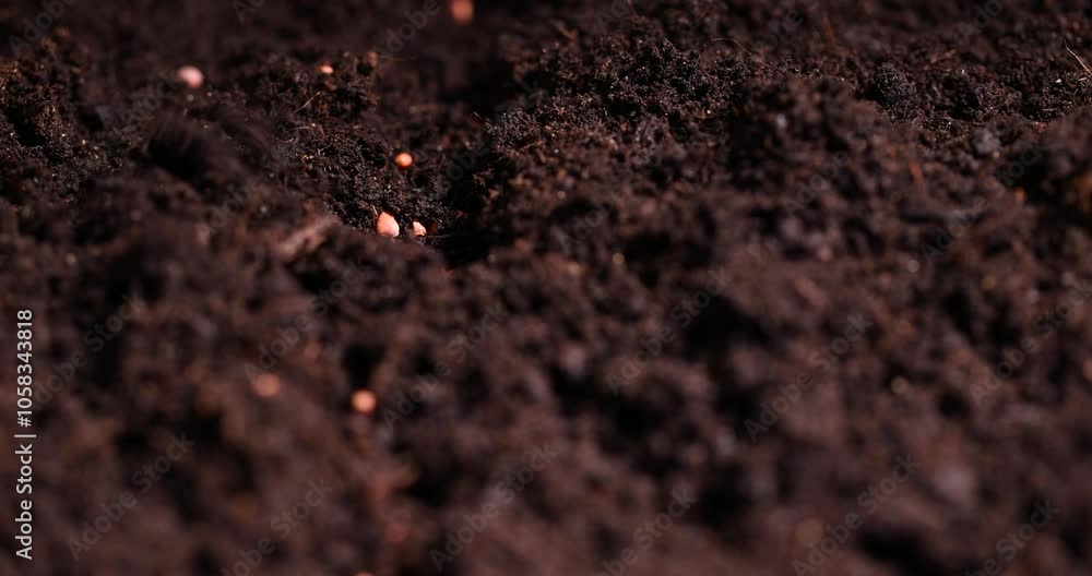 seeds in black fertile soil, seeds of the same radish variety sown in fertile soil seeds in black fertile soil, seeds of the same radish variety sown in fertile soil