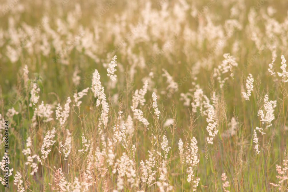 Fototapeta premium Meadow with white flowers. Evening time.