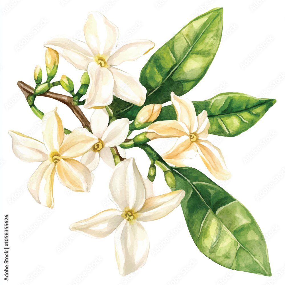 jasmine flower watercolor clipart illustration isolated jasmine flower watercolor clipart illustration isolated