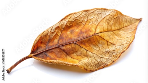 Extreme close-up of dry leaf of watery rose apple Syzygium aqueum isolated on white background photo