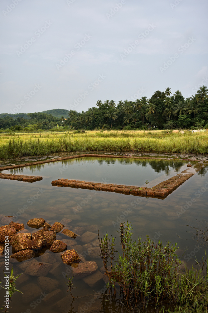 The rice fields of Gokarna: a haven of peace