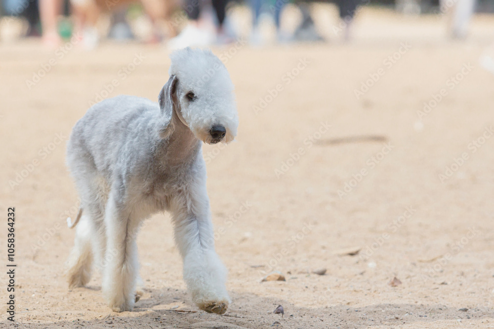 Fototapeta premium Puppy Bedlington Terrier on a walk, cheerfully runs on the sand