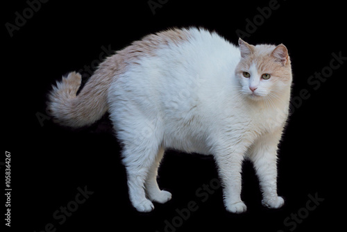 Adult Turkish Van cat, Isolated on a black background. photo