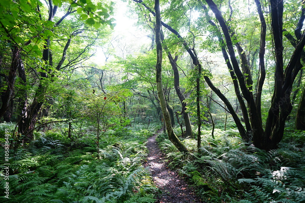 fine summer path in the brilliant sunshine fine summer path in the brilliant sunshine