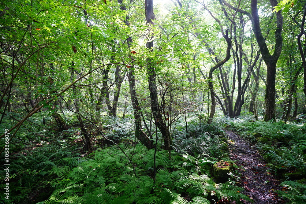 Obraz premium fine summer path in the brilliant sunshine